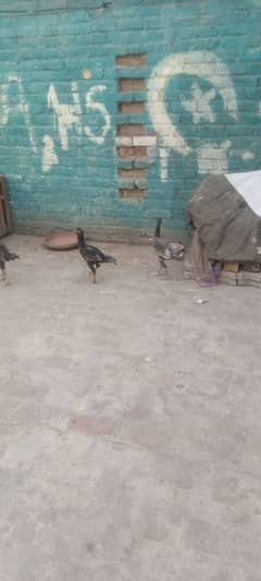 aseel han