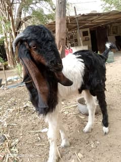 Bakra