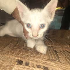 WHITE CAT