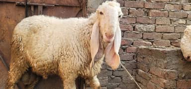 Kajla chatria  Assaf sheep