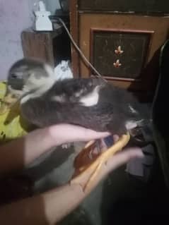 baby ducks