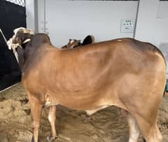 2 Daant Bachre For Sell