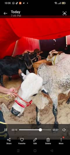 cows for sell very reasonable prices
