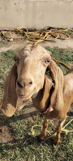 Goat for sale