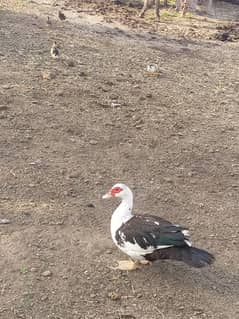 Muscovy ducks