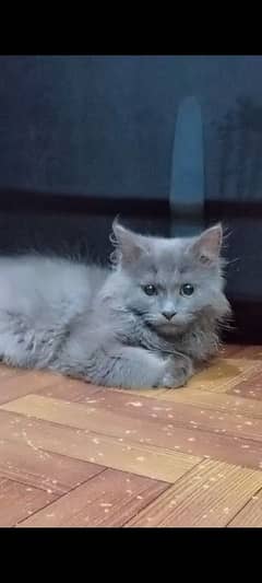 kitten