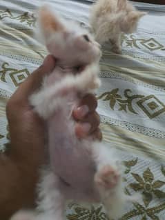 3 persian kitten punch face tripple coated