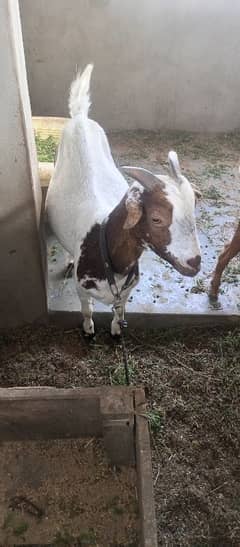 bakra