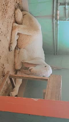 Larkana Dumba Sheep 9 months Qurbani 2025 Home Feed Active healthy