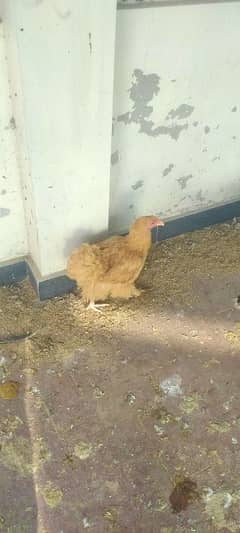 Golden Buff Female