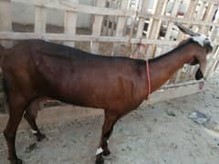 Goat for sale