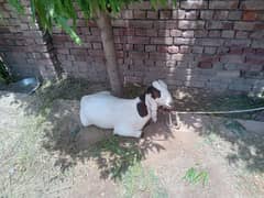 2 dant khassi vip goats