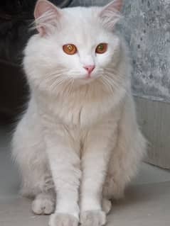 white Persian male cat