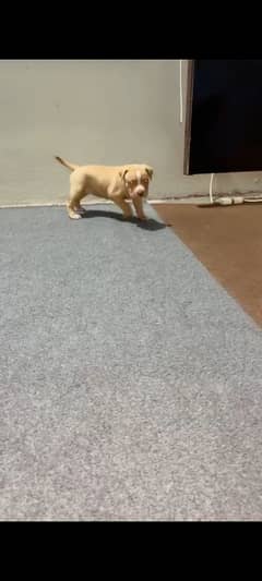 female Pitbull