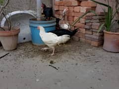 Aseel murge or murgiyan for sell