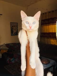 persian