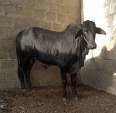 *Qurbani bull | sindhi breed | Bull | Cow | wacha | Bachra | بچرا*
