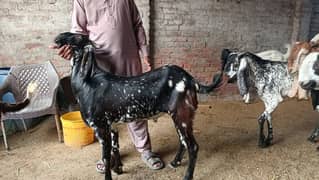 only bakra for sale plz contect 0317/4443809