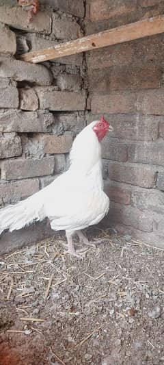 Heera