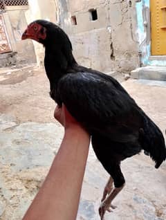 aseel murgi