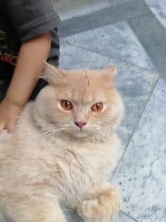triple coated Persian cat