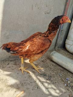 High Quality aseel Murgio avaible hain