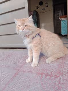 Breeder male