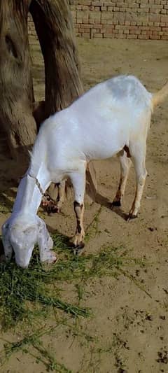 Bakra