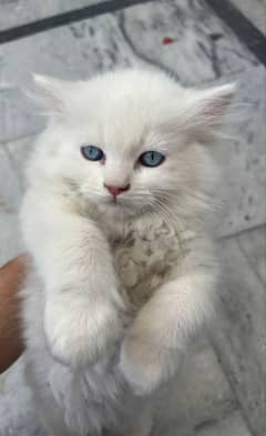 kitten triple cottedblue eyes  kitten available . cat baby
