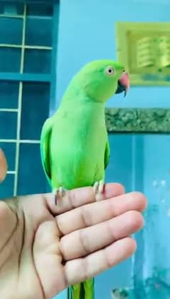 zero bite tame female for sale talking on mood0.
