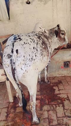 Gaina Bachra For Sale