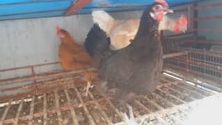 Golden Misri Hens