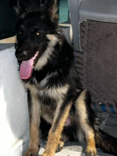 German