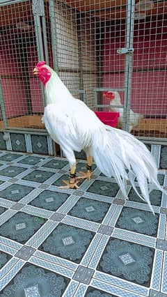 Indian parrot beak white 03212526619 only WhatsApp