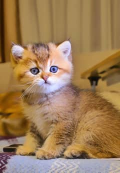 British shorthair