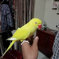 yellow ringneck