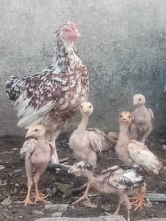 7Aseel Chozas mianwali breed