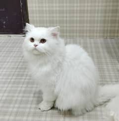 Persian Male Cat