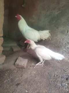 withe murgha with murge or batchy