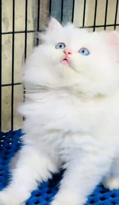 Persian hamalian british punch face piki face cat 03250387943