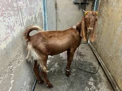 Bakra 2 Dant For Qurbani