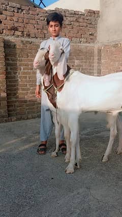 rajanpuri outclass bakry 2 dant