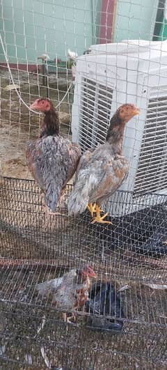 Aseel Hens