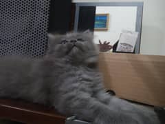 Persian kitten 3coat hairs