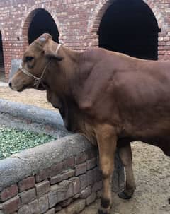 Cow