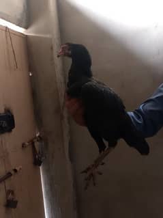 aseel hens