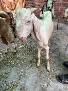 bakra for sale // qurbani