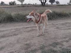 Siberian