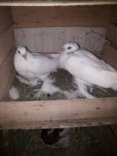 ghubara pair