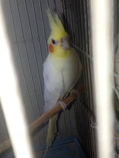 cocktaial